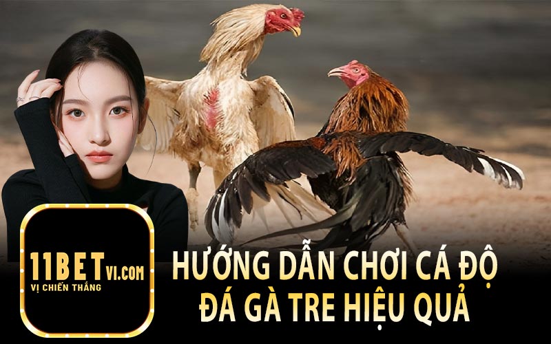 Hướng Dẫn Chơi Cá Độ Gà Tre Hiệu Quả